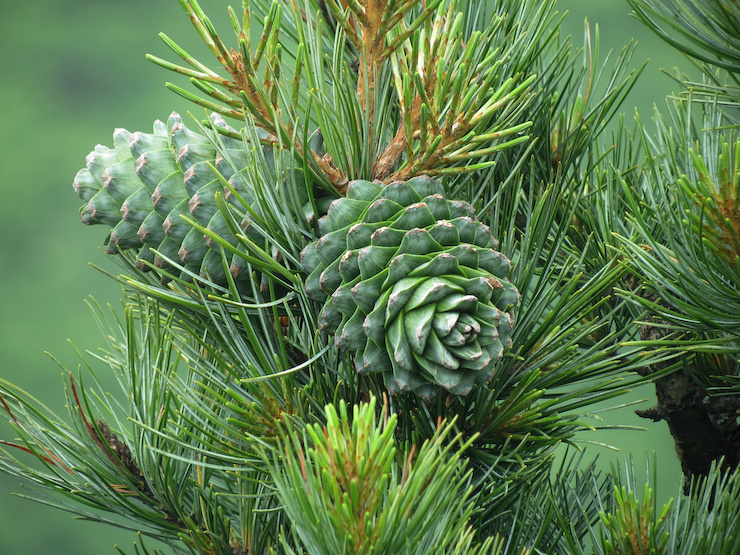 cedarwood