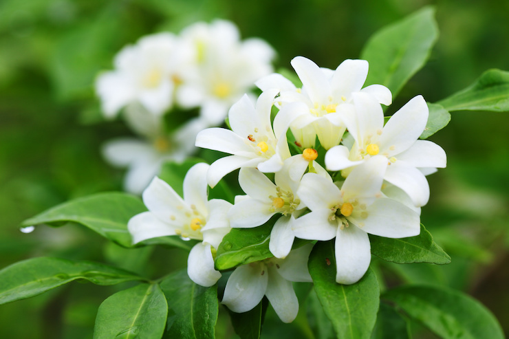 jasmine