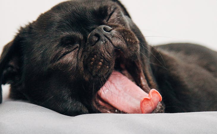 image of sleeping dog