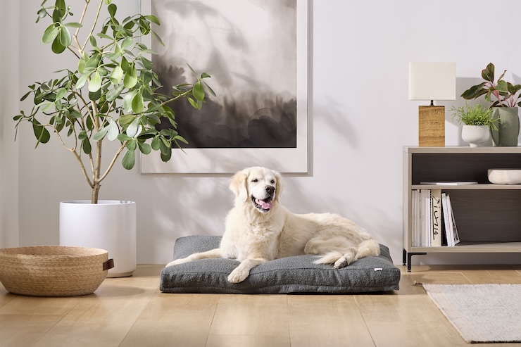 saatva dog bed