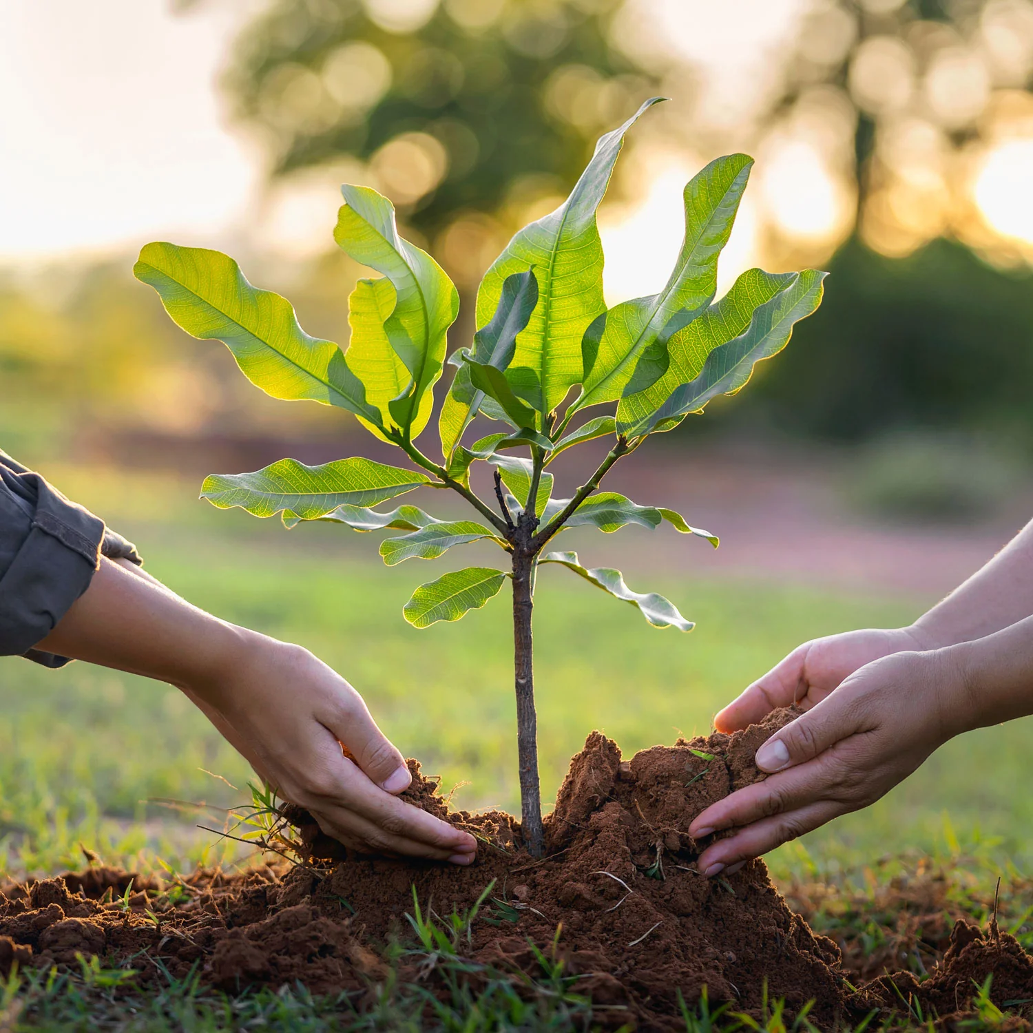 plant trees img 01