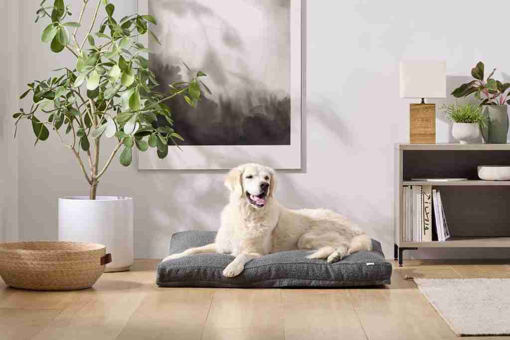 231007 SAT Large Graphite Dog 134 scaled