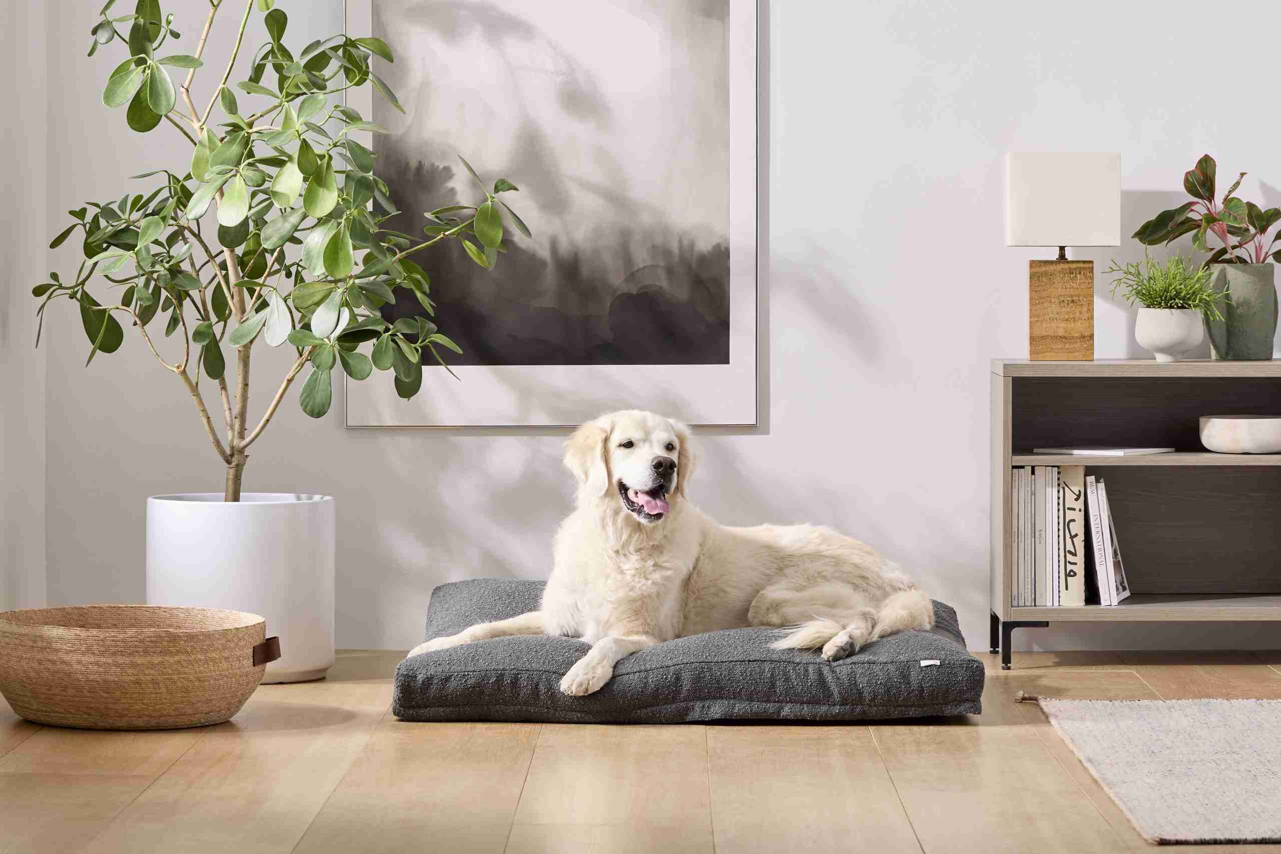231007 SAT Large Graphite Dog 134 scaled